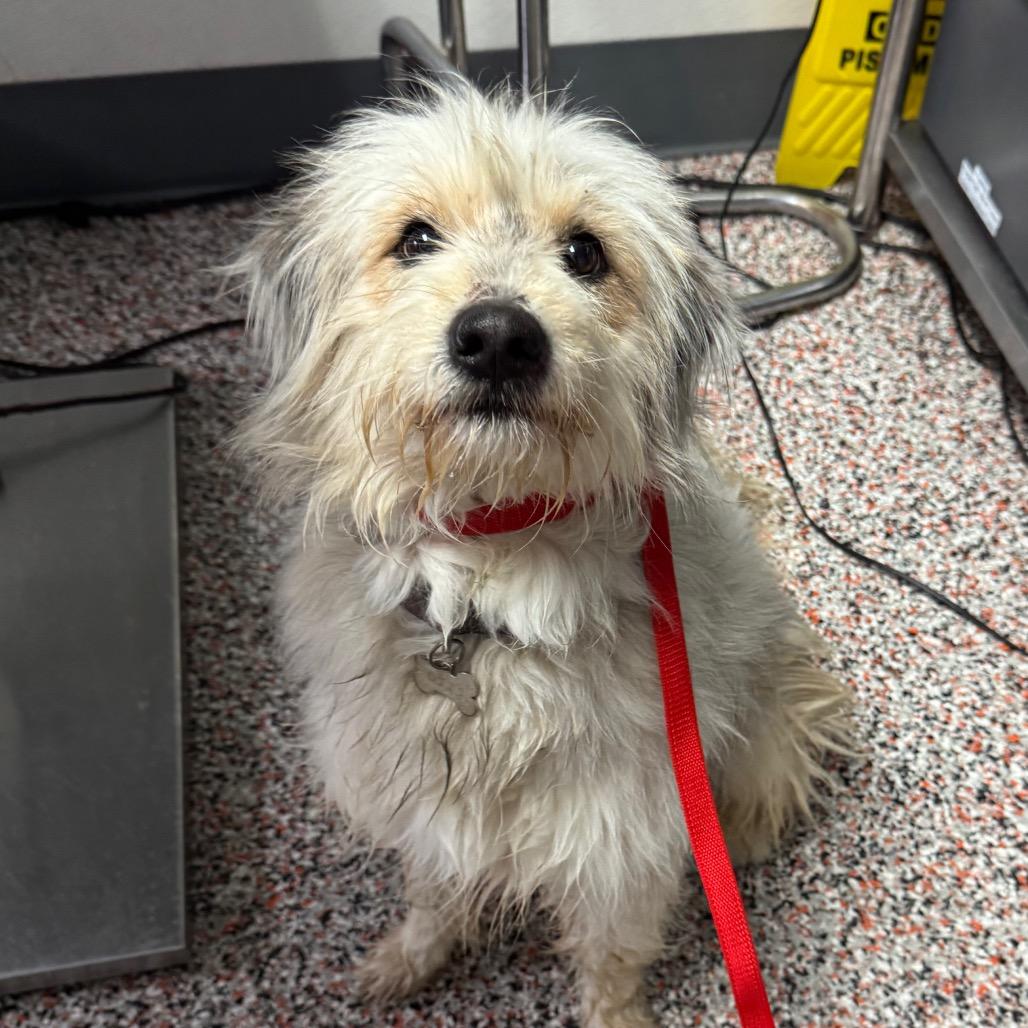 Brutus, Adoptable, Young Male Mixed Breed & Wheaten Terrier.