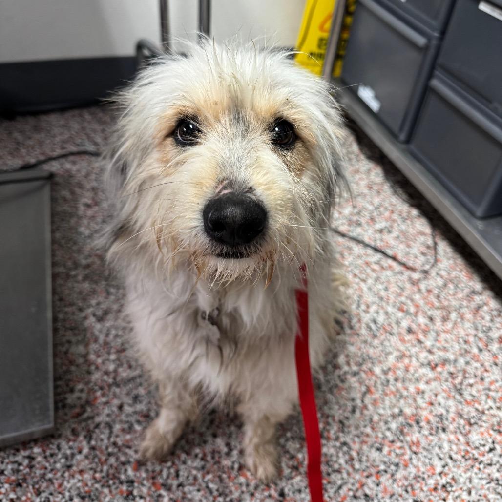 Enlarge Brutus, a Adoptable mixed breed in Salt Lake City, UT image 2/2