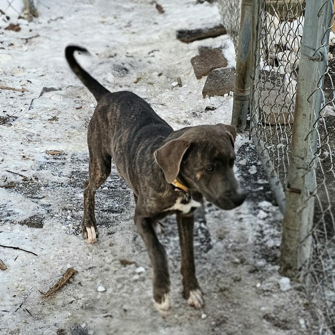 Bluey II, a ADOPTABLE mixed breed in Ringwood, NJ image 3/6