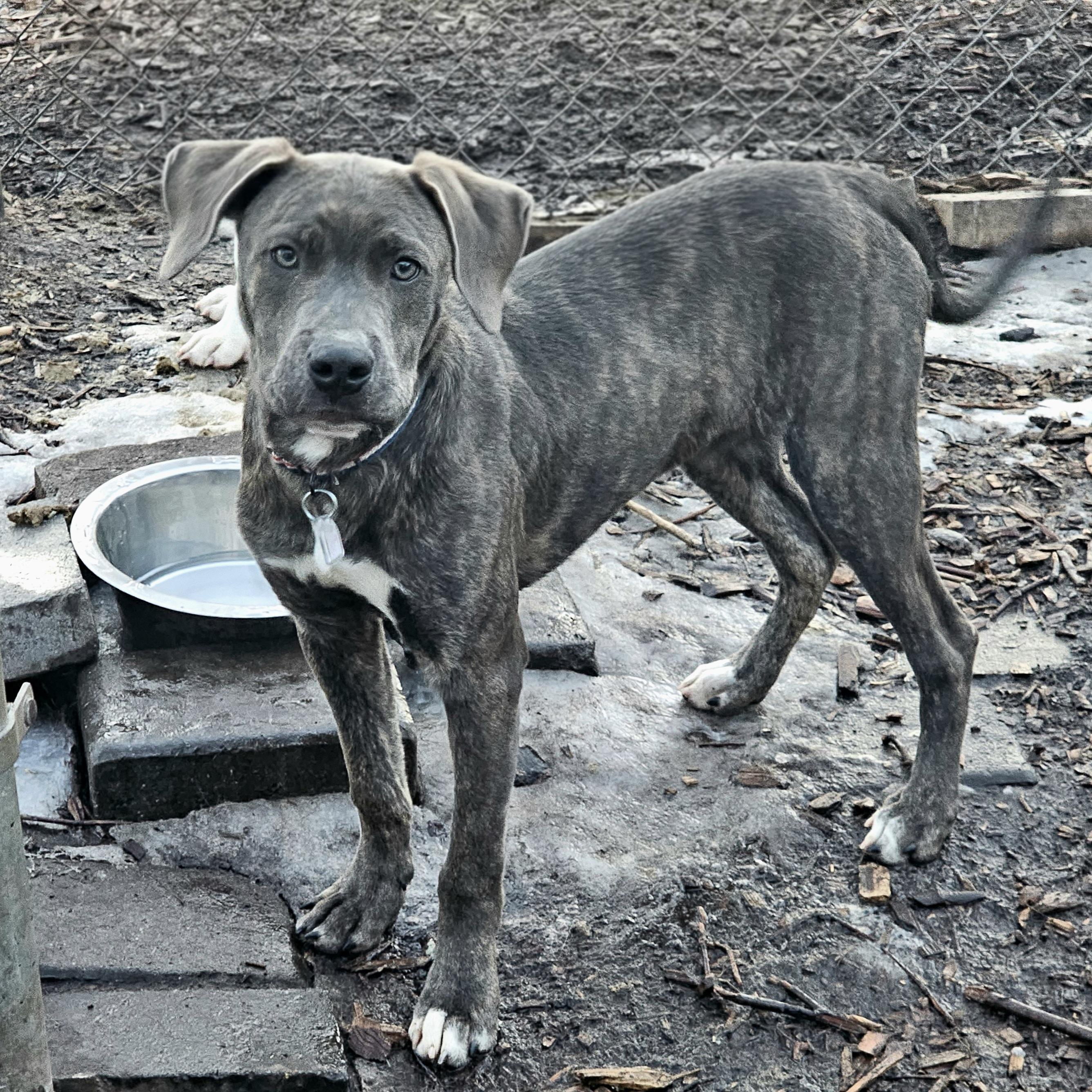 Bluey II, a ADOPTABLE mixed breed in Ringwood, NJ image 1/6