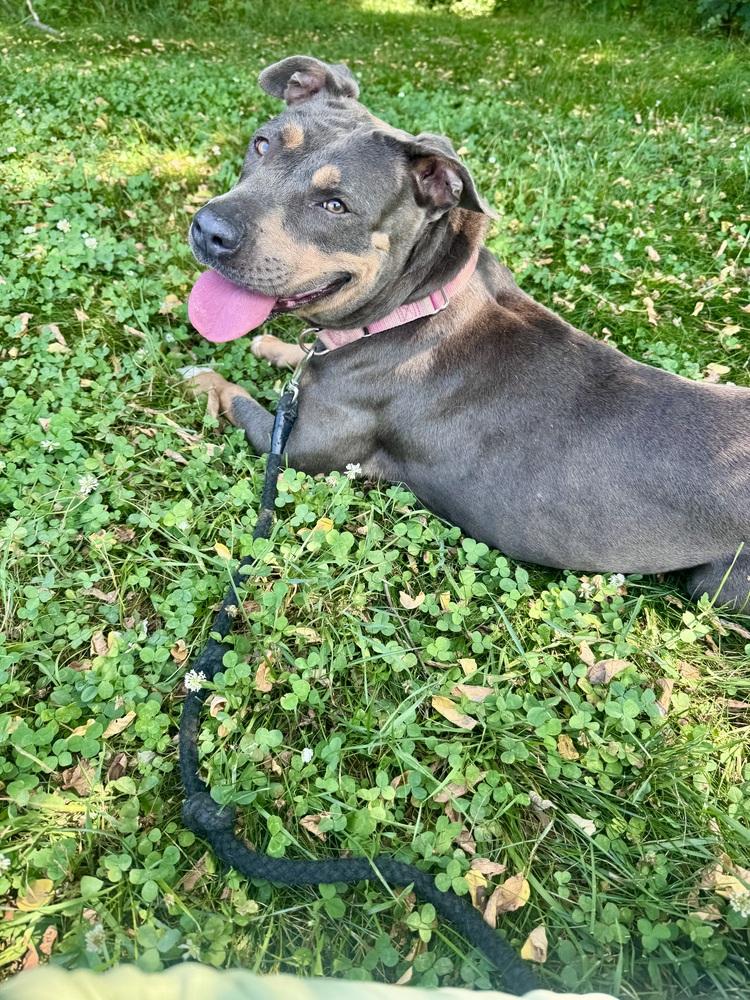 River, Adoptable, Adult Female Staffordshire Bull Terrier.