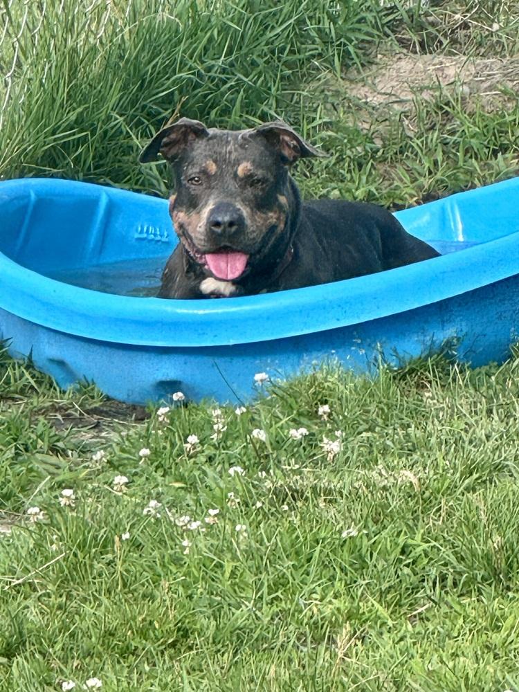 Enlarge River, a Adoptable mixed breed in Kalamazoo, MI image 2/6
