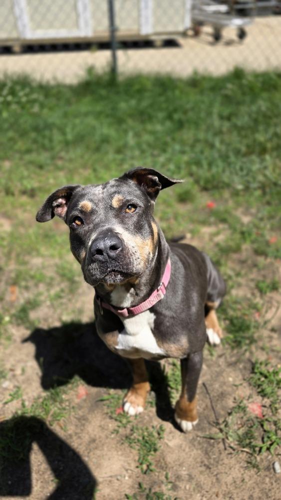 Enlarge River, a Adoptable mixed breed in Kalamazoo, MI image 3/6