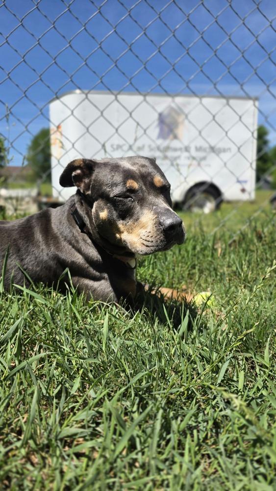 Enlarge River, a Adoptable mixed breed in Kalamazoo, MI image 4/6