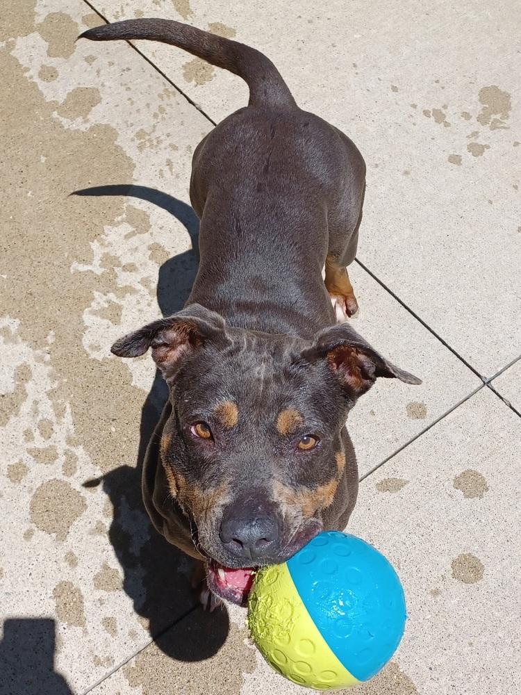 Enlarge River, a Adoptable mixed breed in Kalamazoo, MI image 5/6