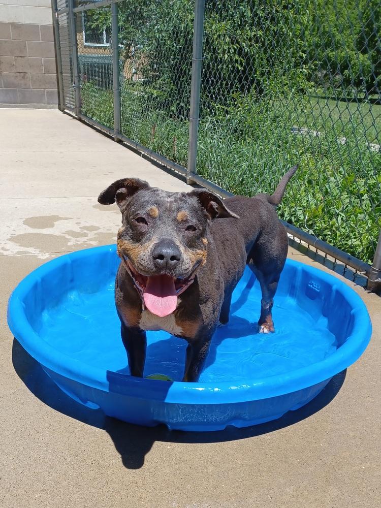 Enlarge River, a Adoptable mixed breed in Kalamazoo, MI image 6/6