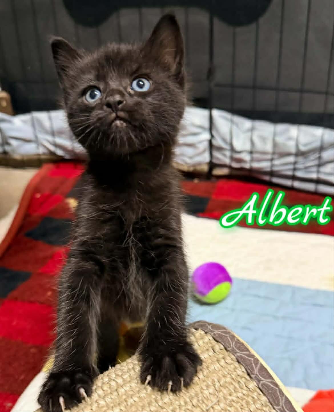 Albert, ADOPTABLE, Kitten Male Domestic Medium Hair.