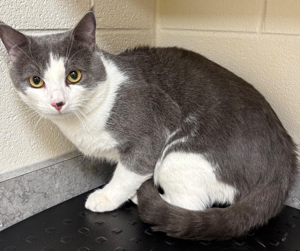 Enlarge Smokey, a Adoptable mixed breed in Greeneville, TN image 1/1