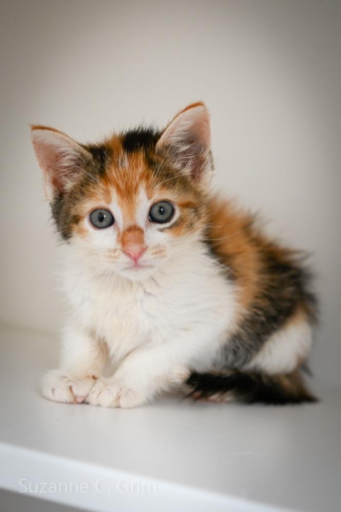 Agatha Plank, a Adoptable mixed breed in New Orleans, LA image 2/6