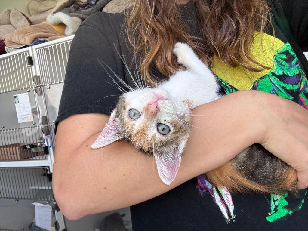 Agatha Plank, a Adoptable mixed breed in New Orleans, LA image 3/6