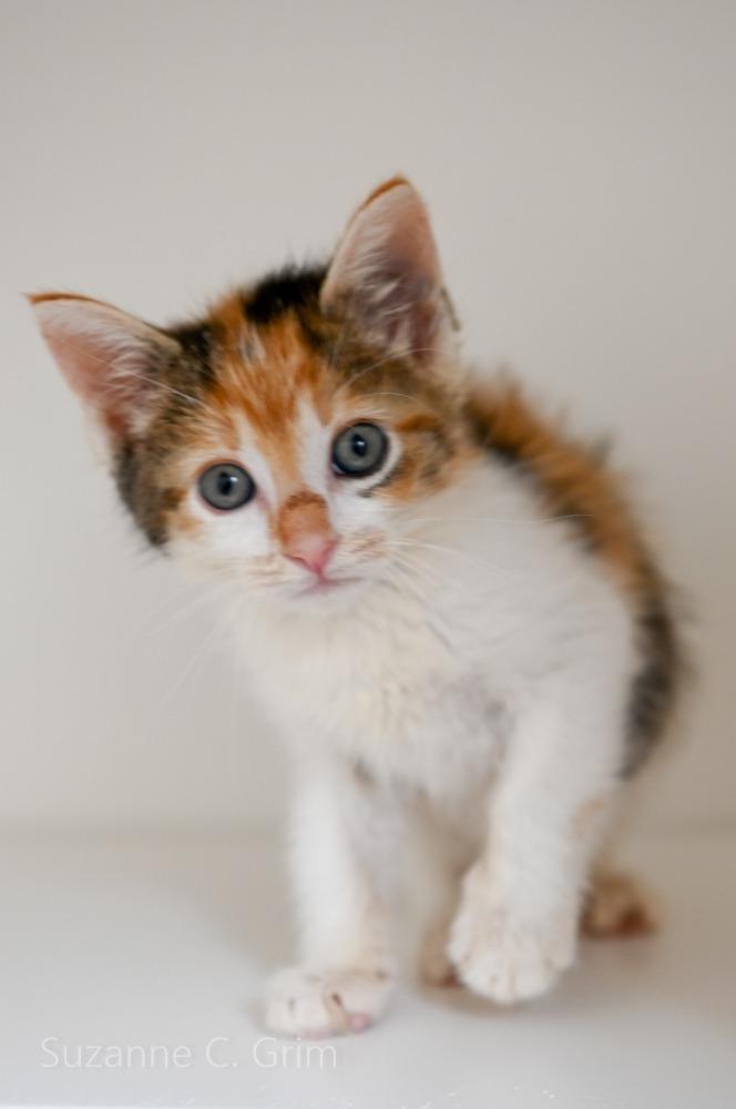 Agatha Plank, a Adoptable mixed breed in New Orleans, LA image 4/6