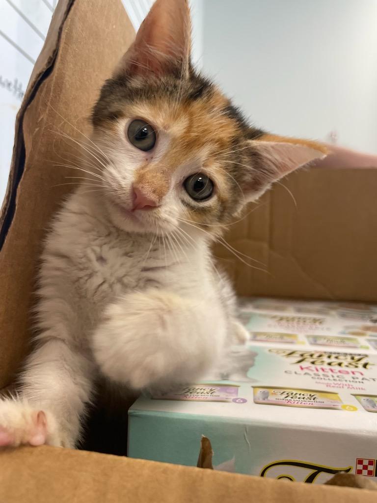 Agatha Plank, a Adoptable mixed breed in New Orleans, LA image 5/6