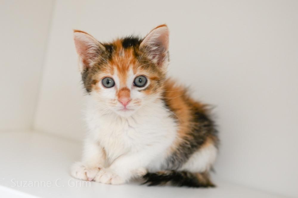 Agatha Plank, a Adoptable mixed breed in New Orleans, LA image 6/6