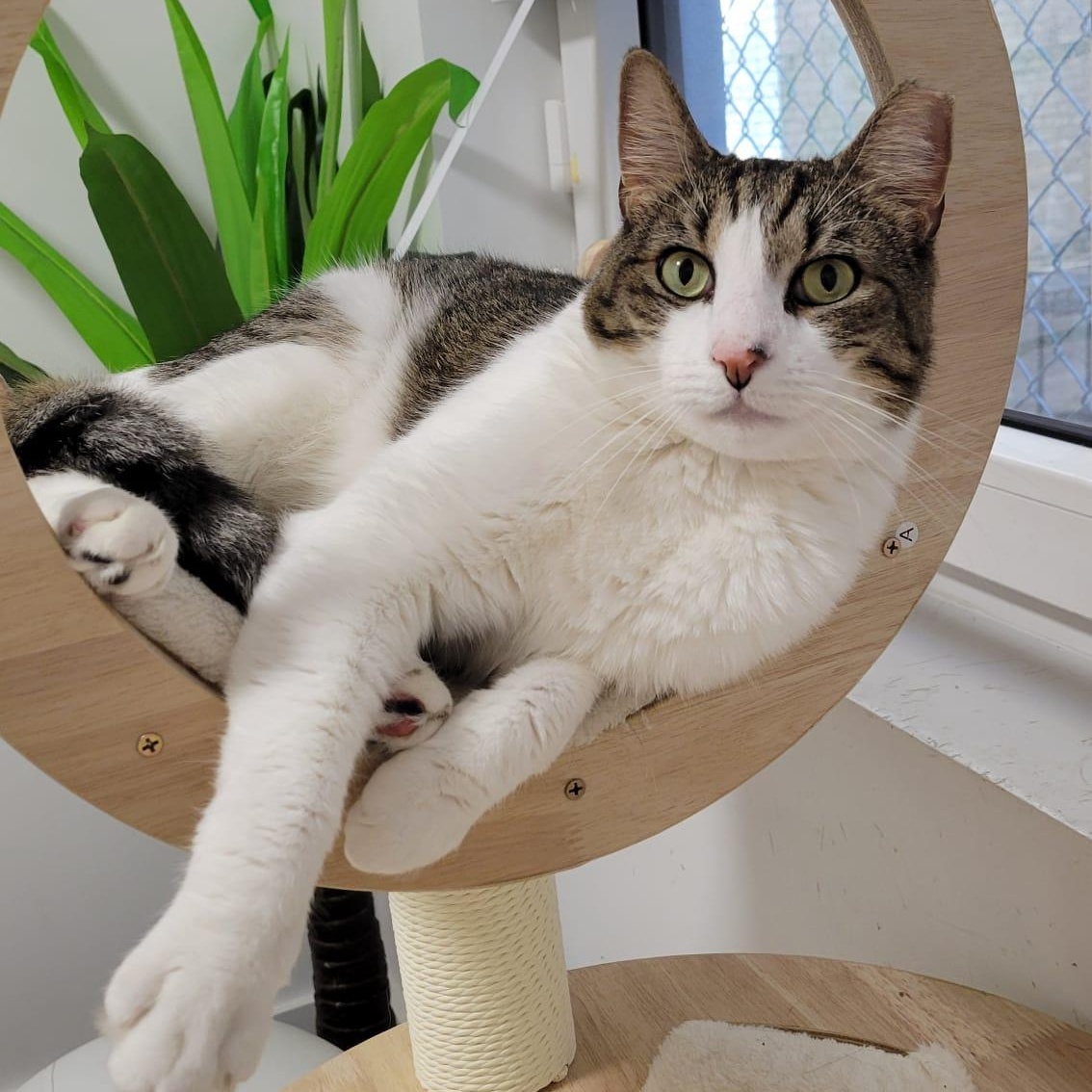 Nevins is a 3 year old shy but incredibly sweet cat who just needs a little time to feel safe