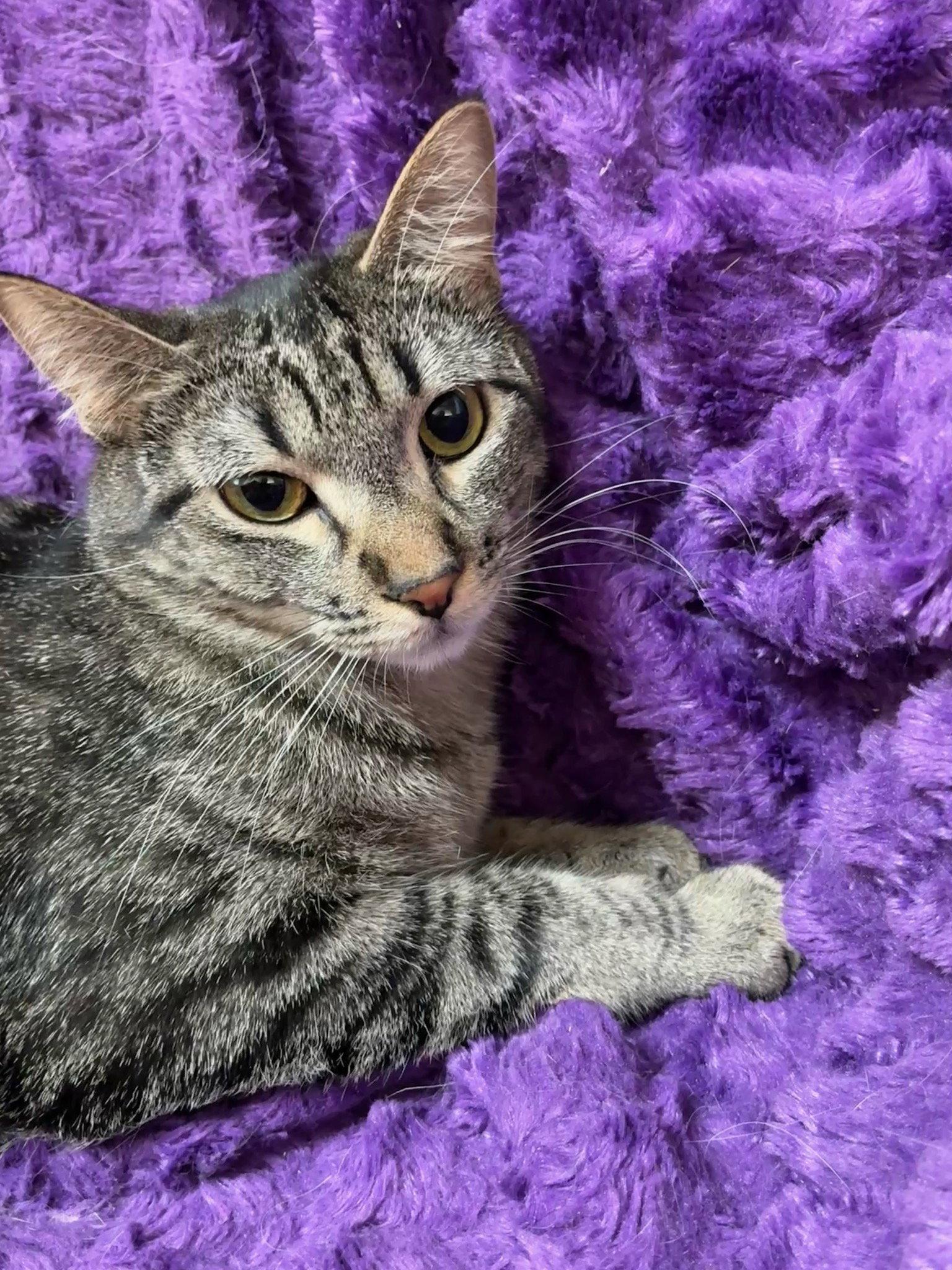 Crumbelina, Adoptable, Kitten Female Domestic Short Hair & Tabby.