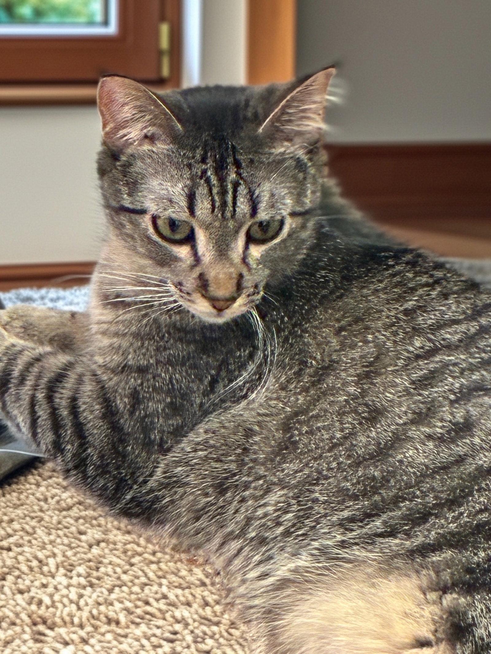 Enlarge Crumbelina, a Adoptable mixed breed in Forest Lake, MN image 2/3