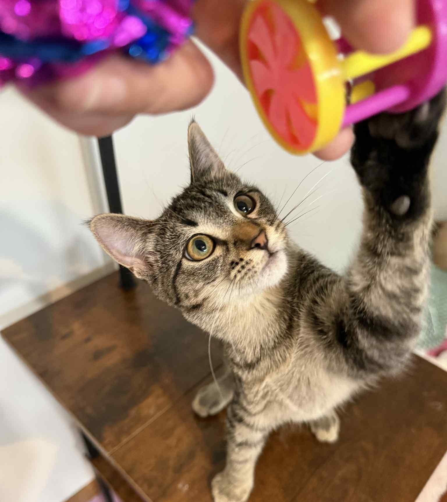 Enlarge Crumbelina, a Adoptable mixed breed in Forest Lake, MN image 1/2