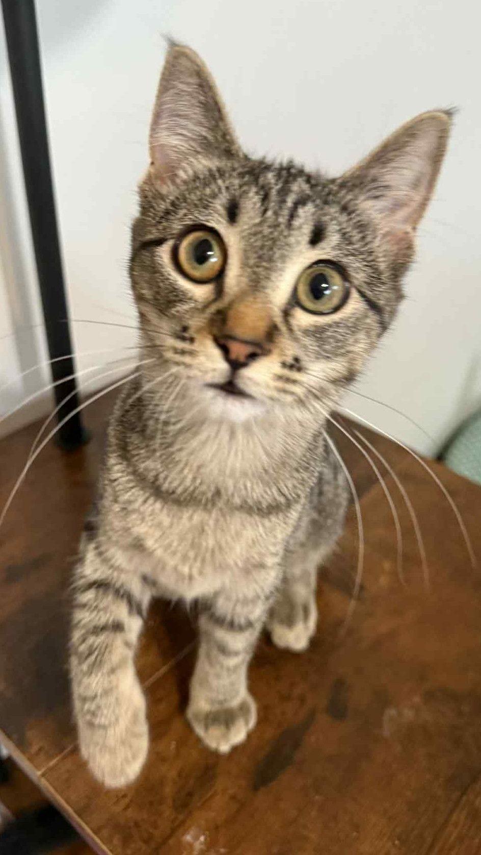 Enlarge Crumbelina, a Adoptable mixed breed in Forest Lake, MN image 2/2