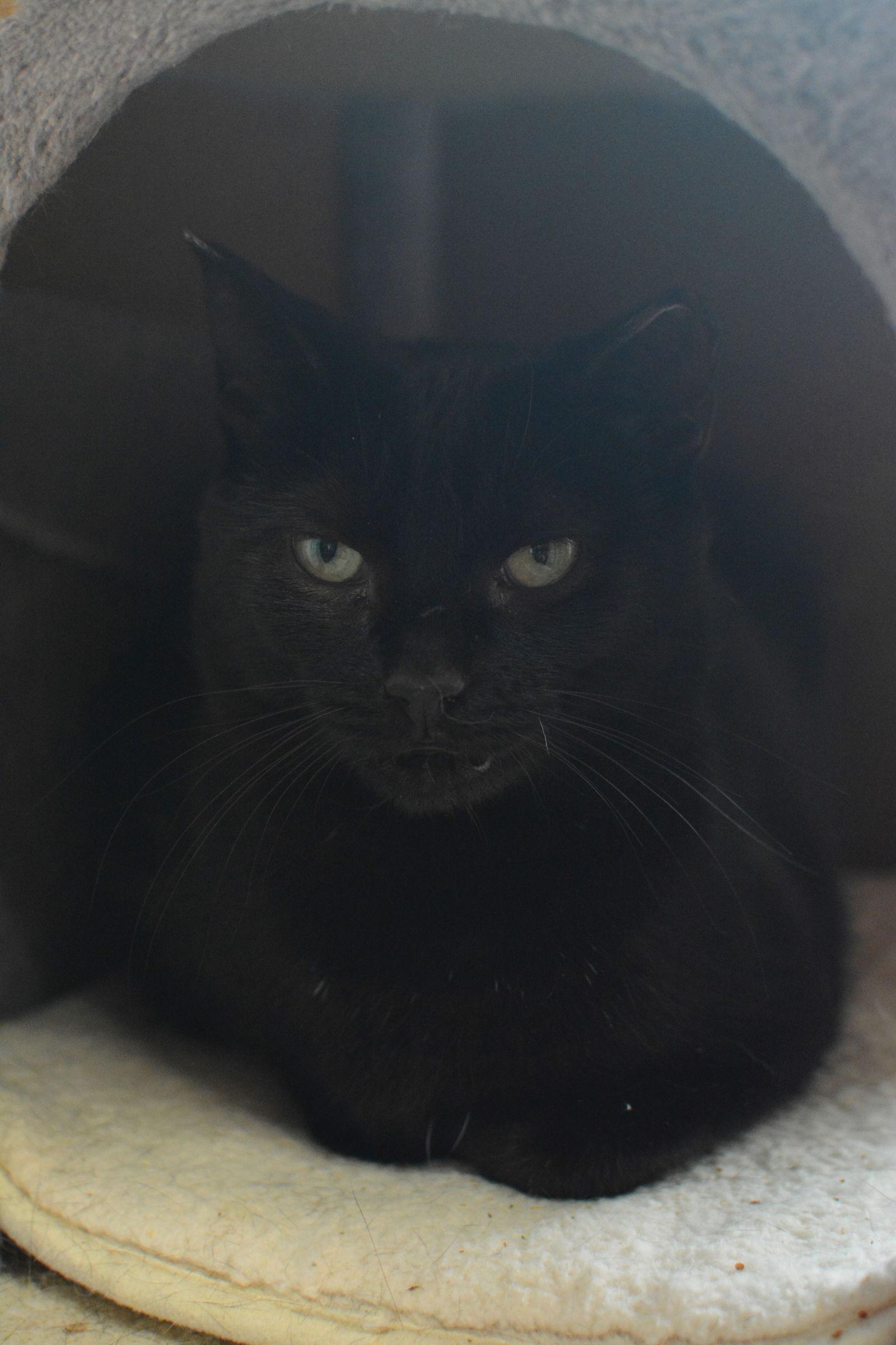 Enlarge Popcorn, a Adoptable Domestic Short Hair in Montreal, QC image 1/2