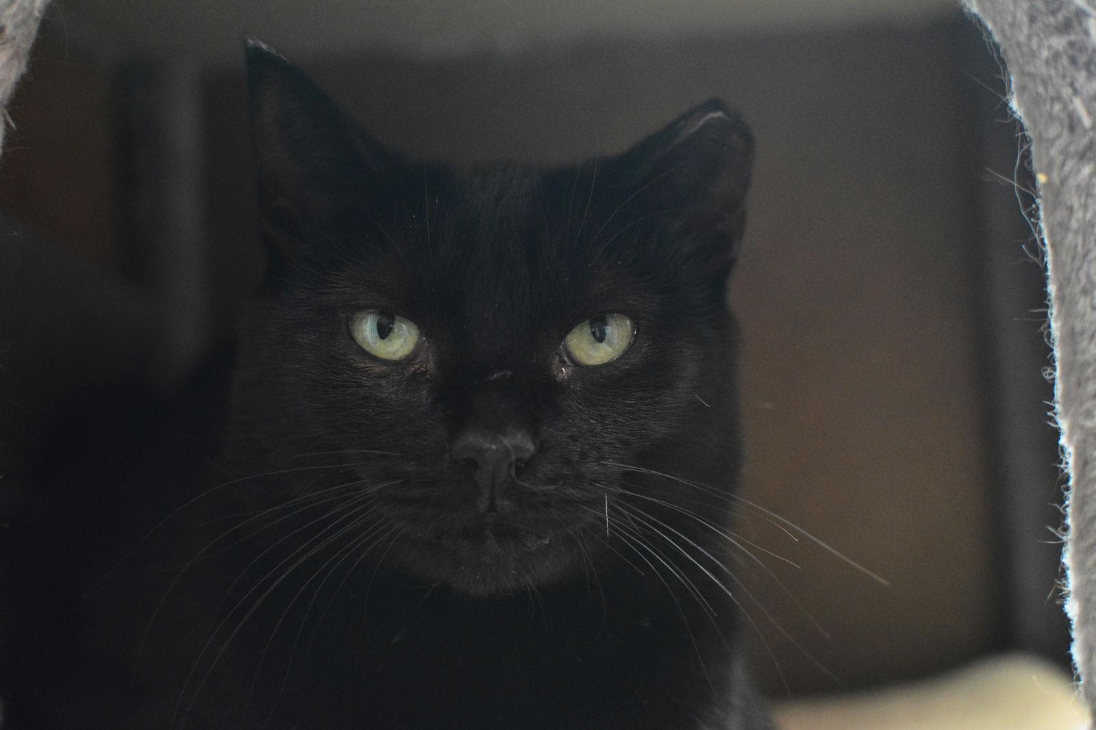 Enlarge Popcorn, a Adoptable Domestic Short Hair in Montreal, QC image 2/2