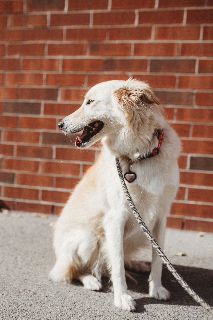 Enlarge Skylar, a Adopted mixed breed in laval, QC image 1/6