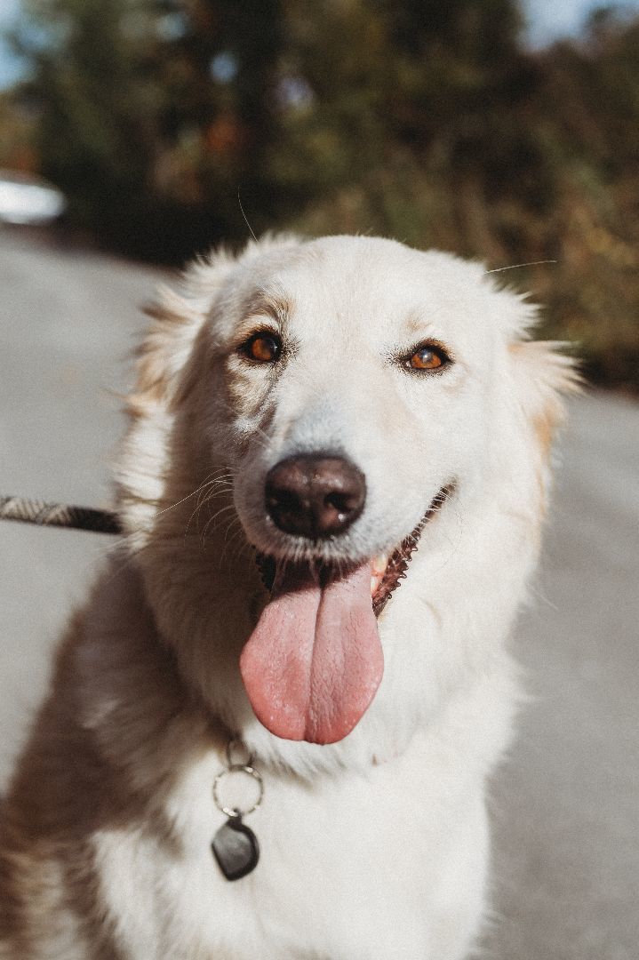 Enlarge Skylar, a Adopted mixed breed in laval, QC image 2/6