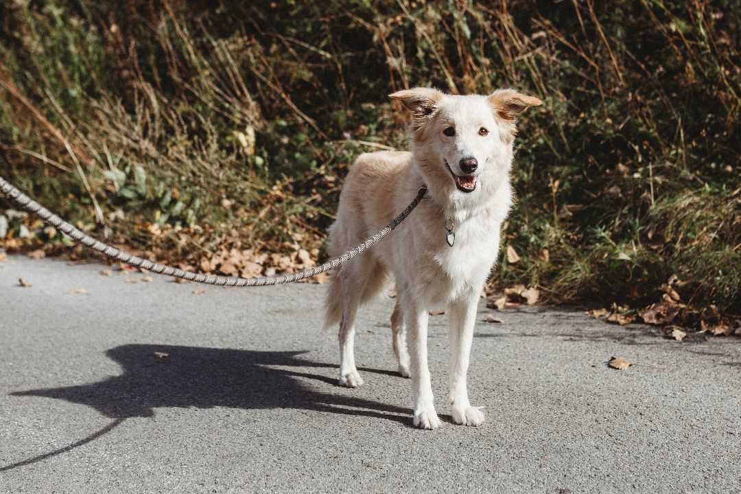 Enlarge Skylar, a Adopted mixed breed in laval, QC image 3/6