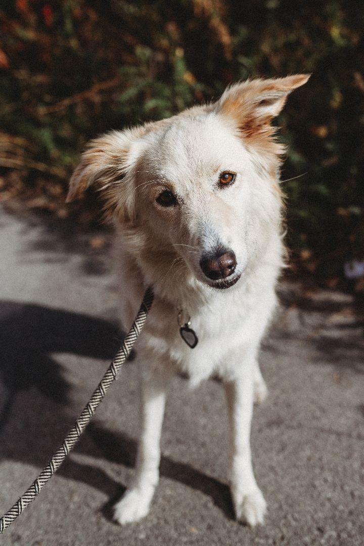Enlarge Skylar, a Adopted mixed breed in laval, QC image 4/6
