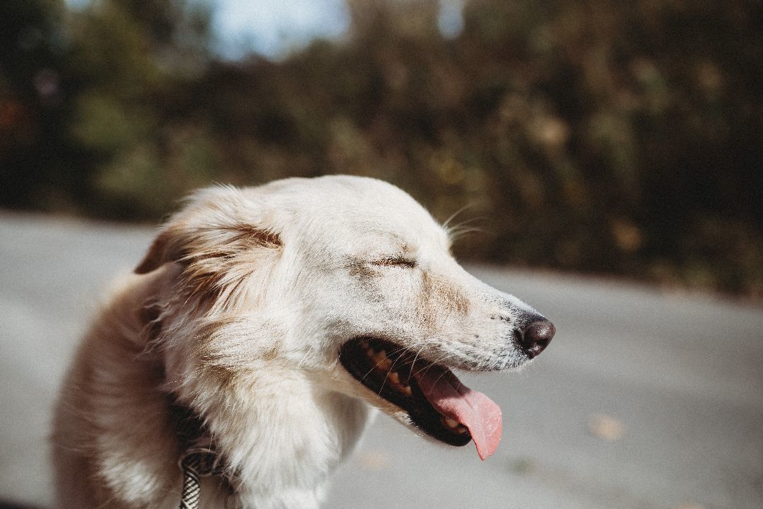 Enlarge Skylar, a Adopted mixed breed in laval, QC image 5/6