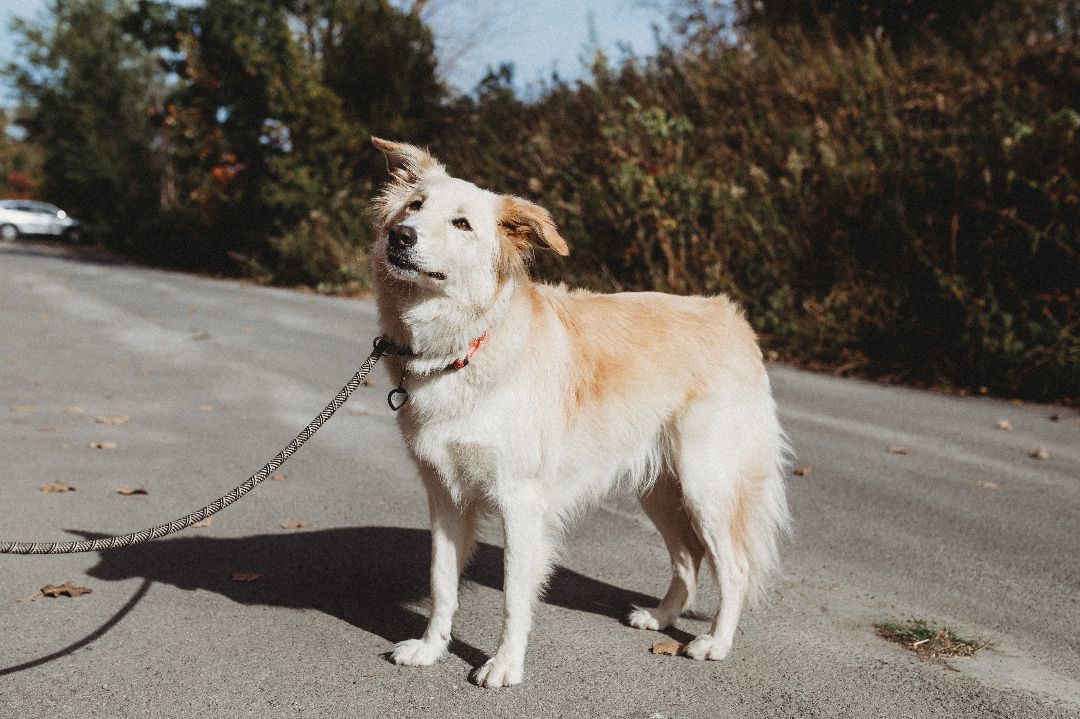 Skylar, Adopted, Adult Female Golden Retriever & Saluki.