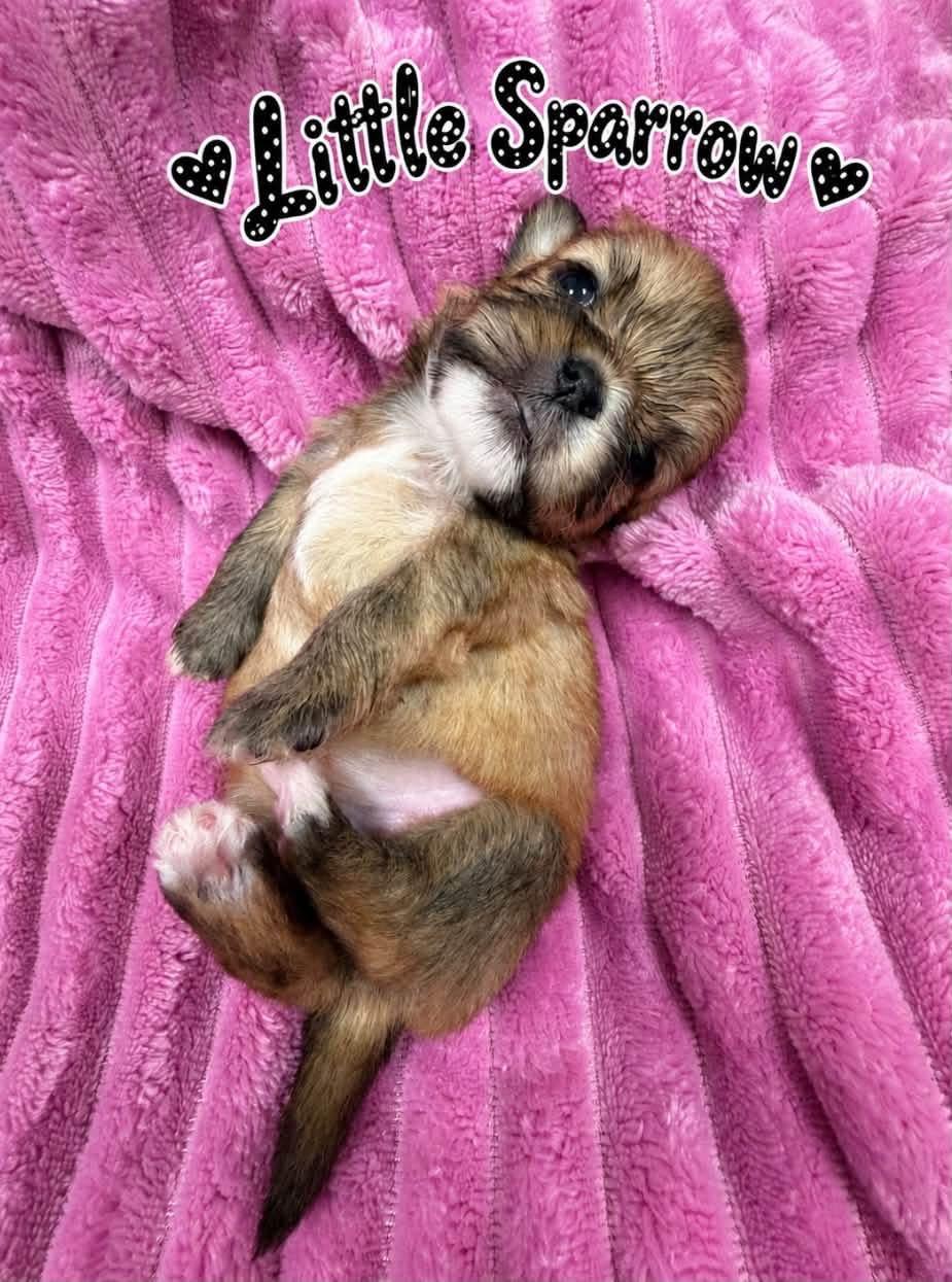 Enlarge Little Sparrow, a Adoption Pending mixed breed in Cleveland, OH image 3/3