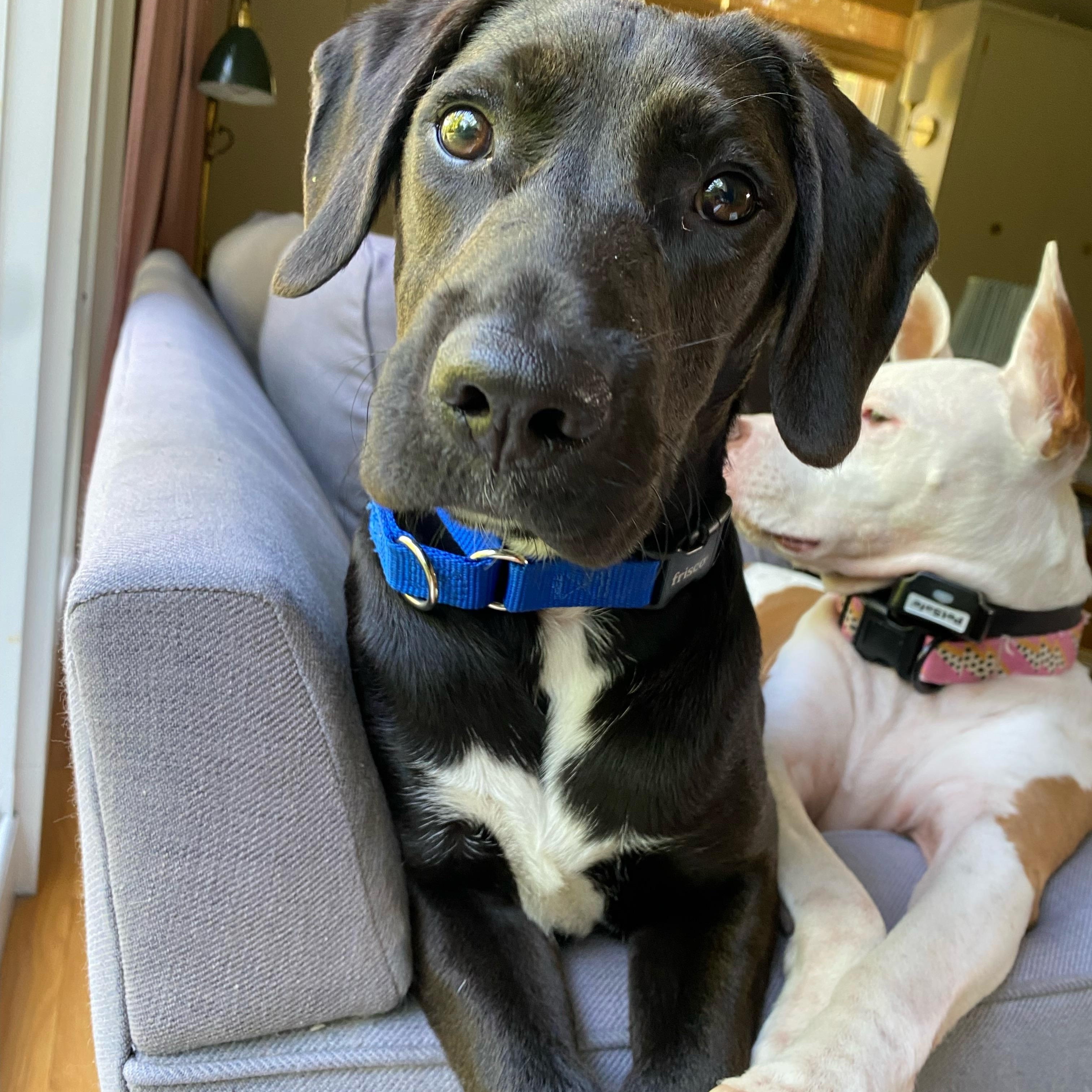 Shadow, an adoptable mixed breed in Cumberland, RI image 4/6