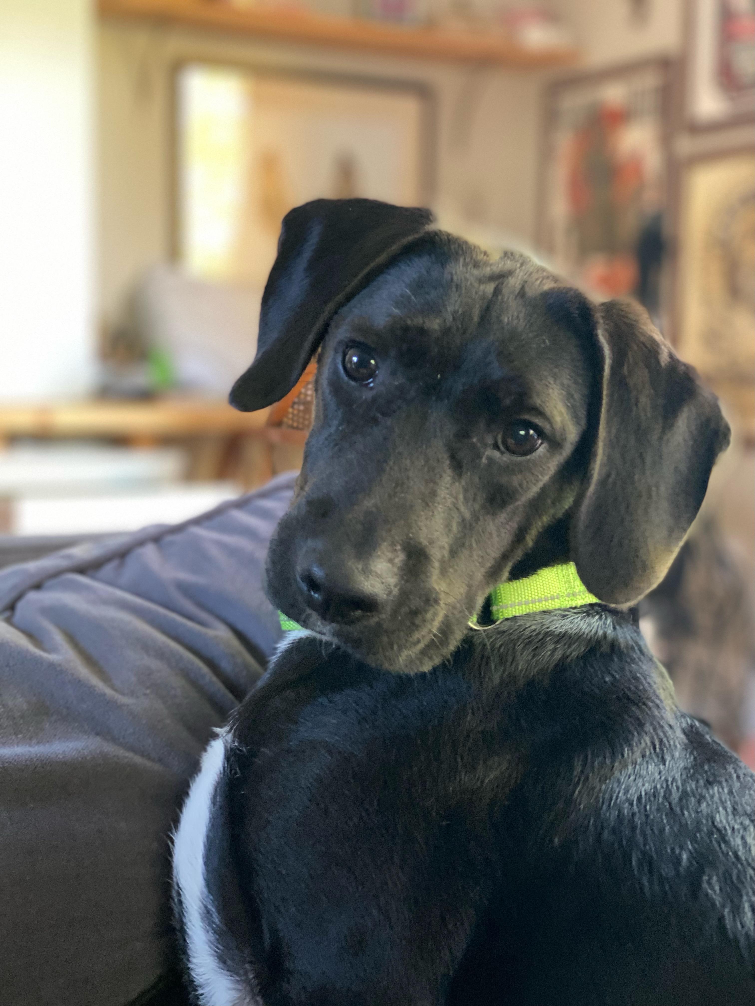 Shadow, adoptable, Young Male Beagle & Terrier.