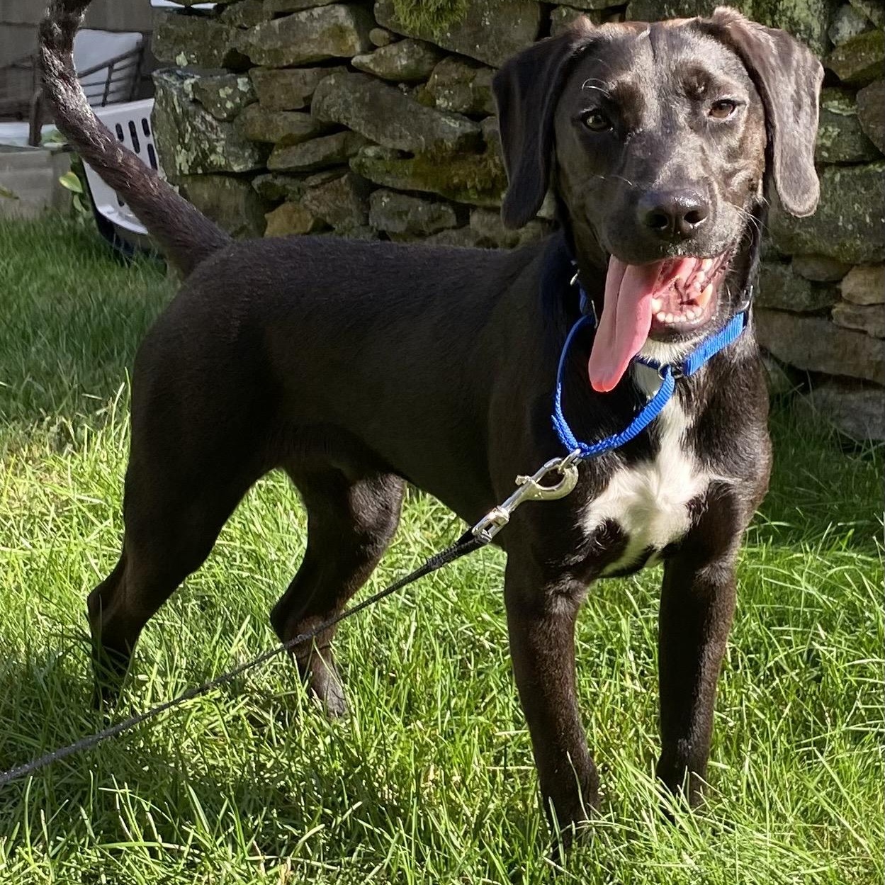 Shadow, an adoptable mixed breed in Cumberland, RI image 6/6