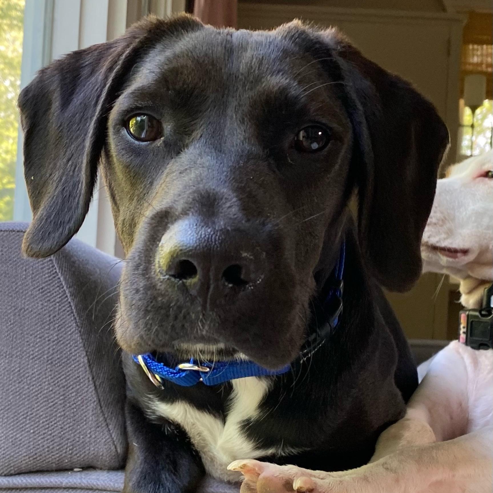 Shadow, an adoptable mixed breed in Cumberland, RI image 5/6