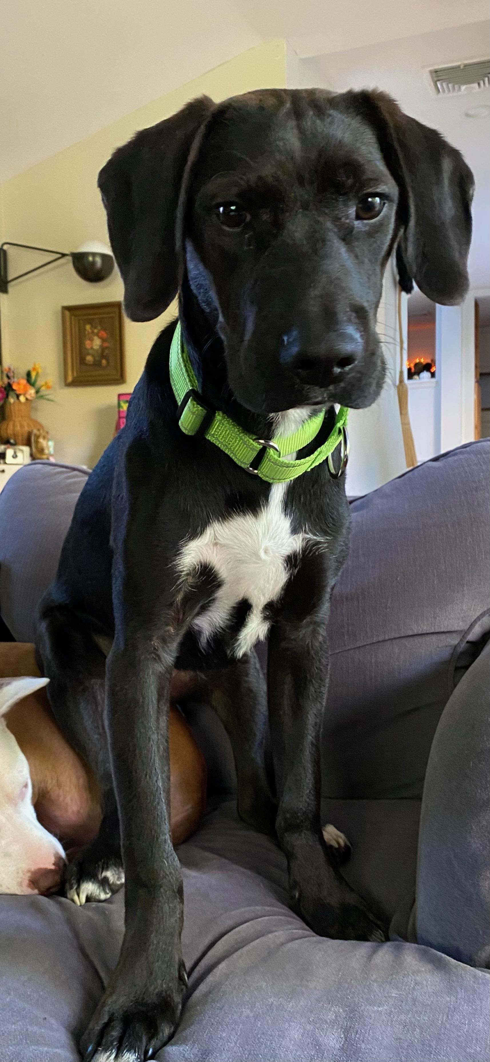 Shadow, an adoptable mixed breed in Cumberland, RI image 2/6