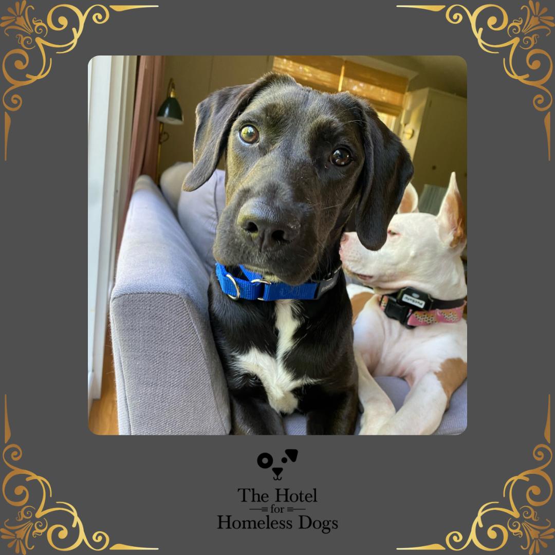 Shadow, an adoptable mixed breed in Cumberland, RI image 3/6