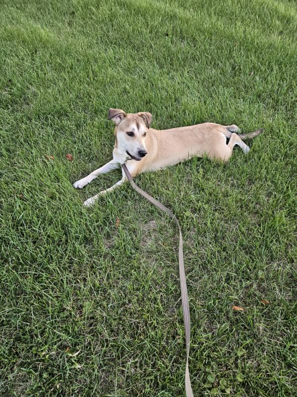Bailey, Adopted, Young Female Mixed Breed.