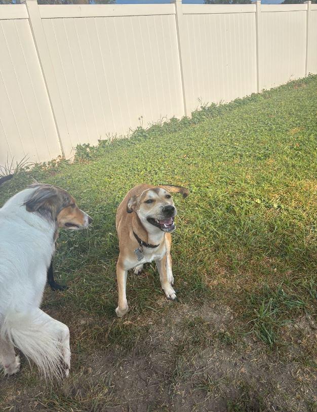 Bailey, a Adopted mixed breed in West Chicago, IL image 2/4