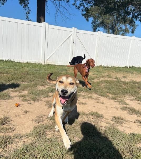 Bailey, a Adopted mixed breed in West Chicago, IL image 3/4