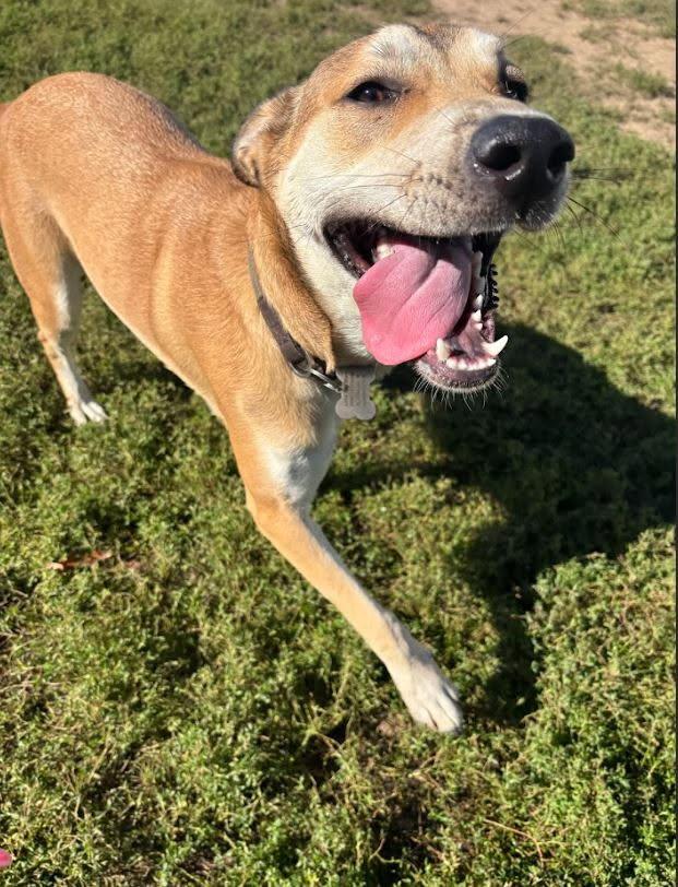 Bailey, a Adopted mixed breed in West Chicago, IL image 4/4