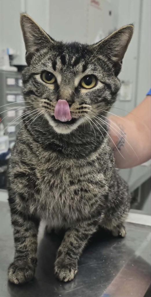 Harry, Adoptable, Young Male Domestic Short Hair.
