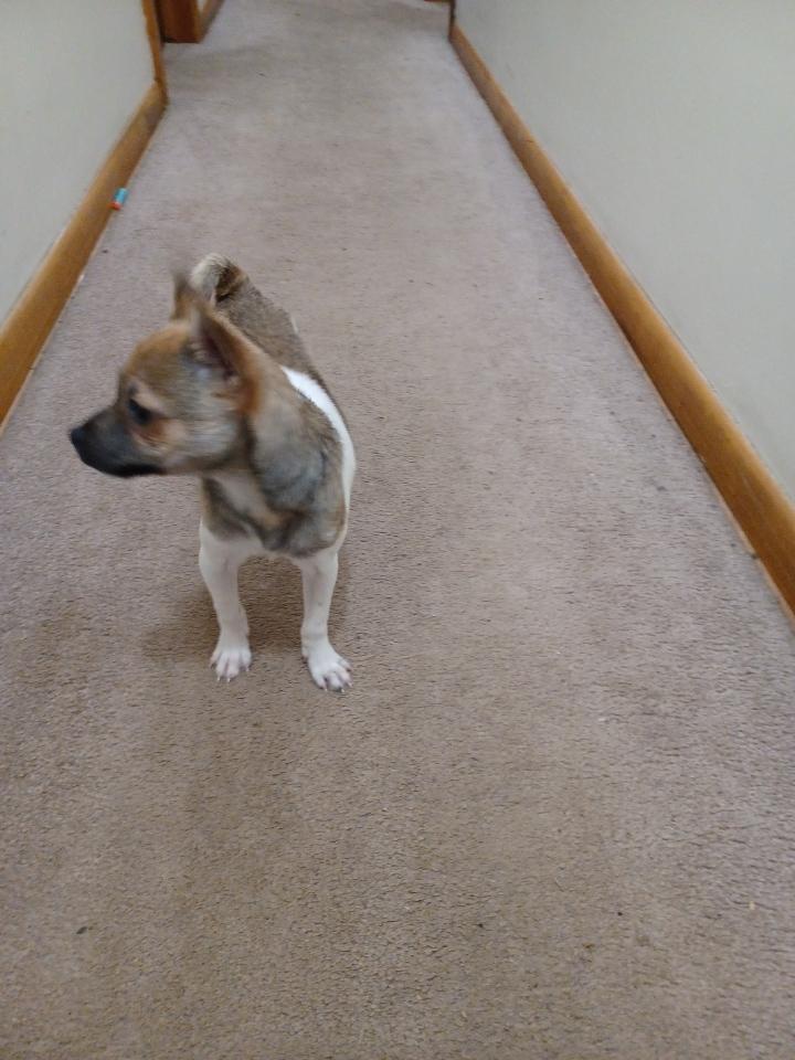 Enlarge Jessie, a ADOPTABLE mixed breed in East Palestine, OH image 3/3