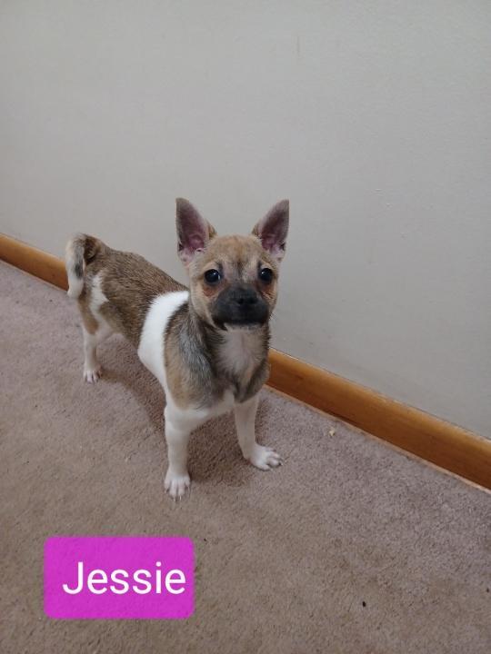 Enlarge Jessie, a ADOPTABLE mixed breed in East Palestine, OH image 2/3