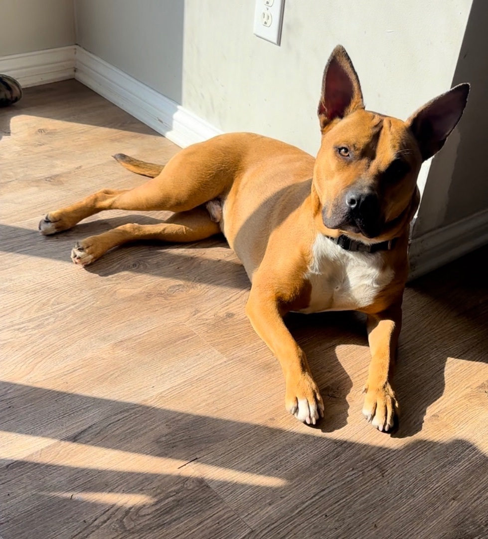 Enlarge Zeke, a Adopted Pit Bull Terrier in Noblesville, IN image 2/2