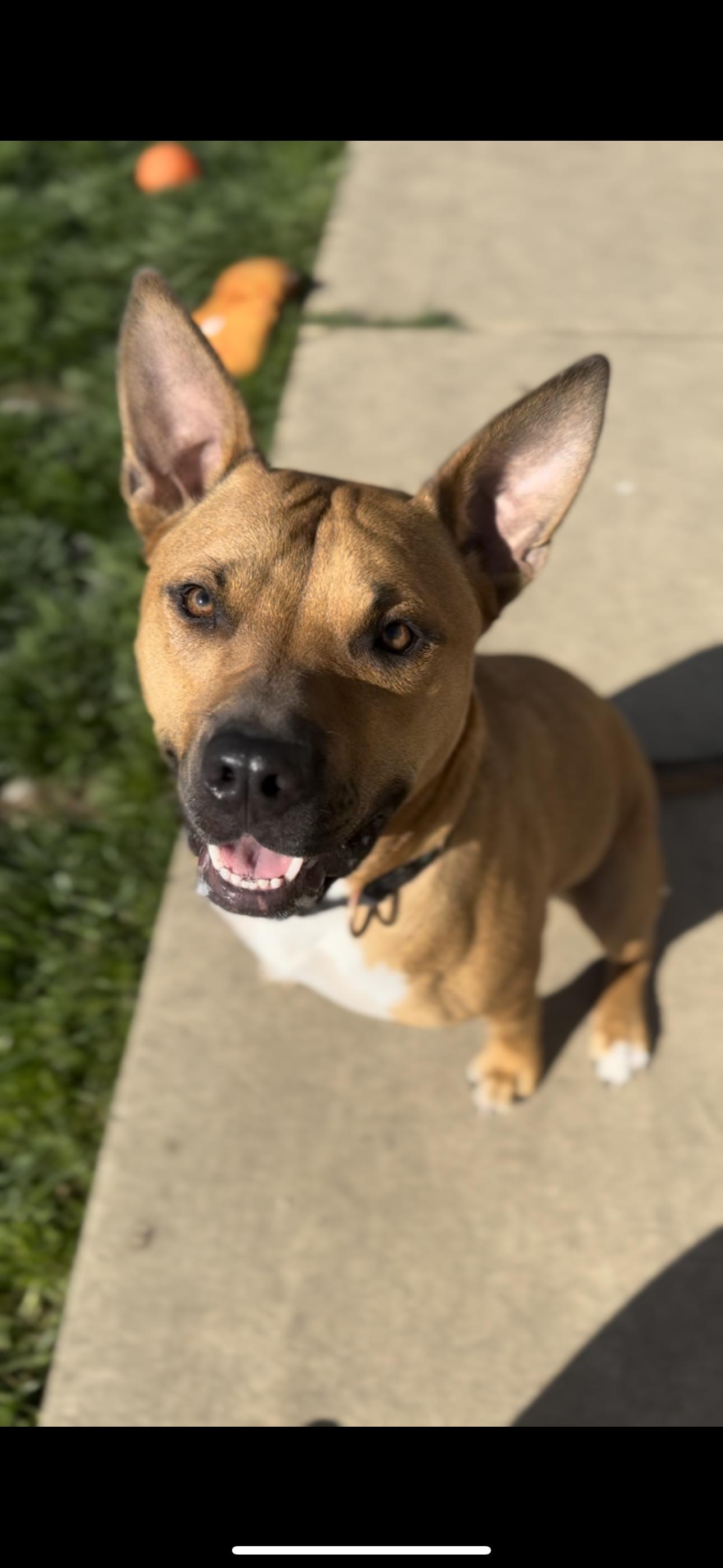 Zeke, Adopted, Young Male Pit Bull Terrier.