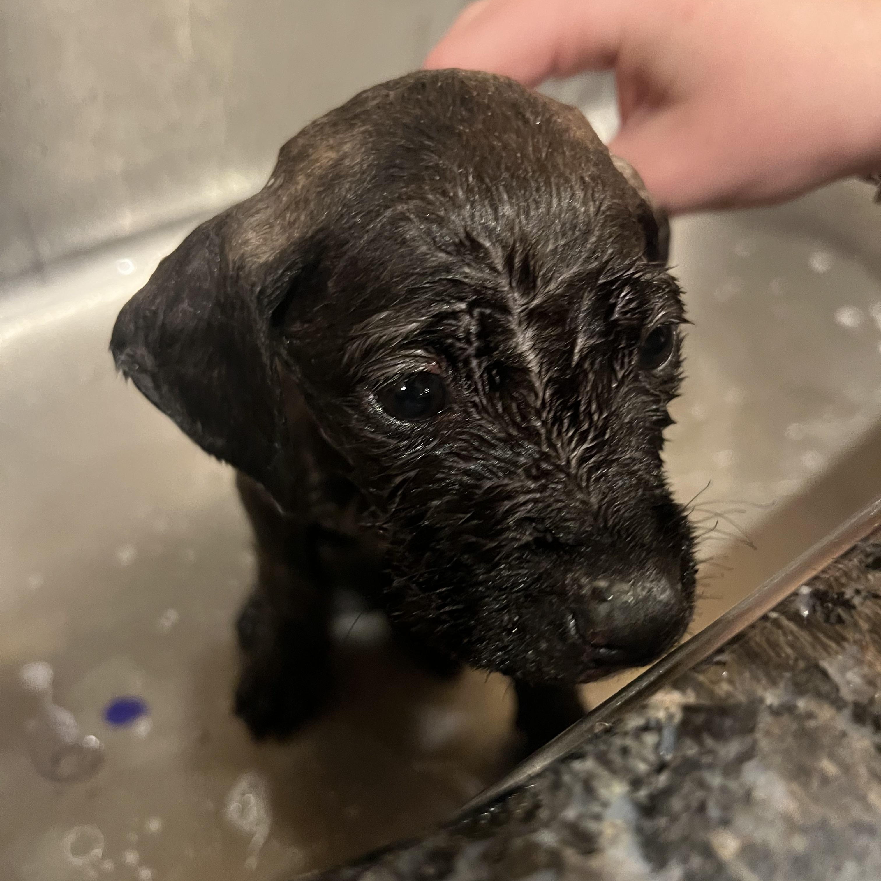 Mistletoe, adopted, Puppy Female Mixed Breed.