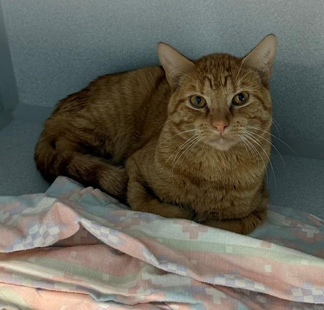 Enlarge CRUSH, a Adoptable Domestic Short Hair in Bloomington, IL image 1/1
