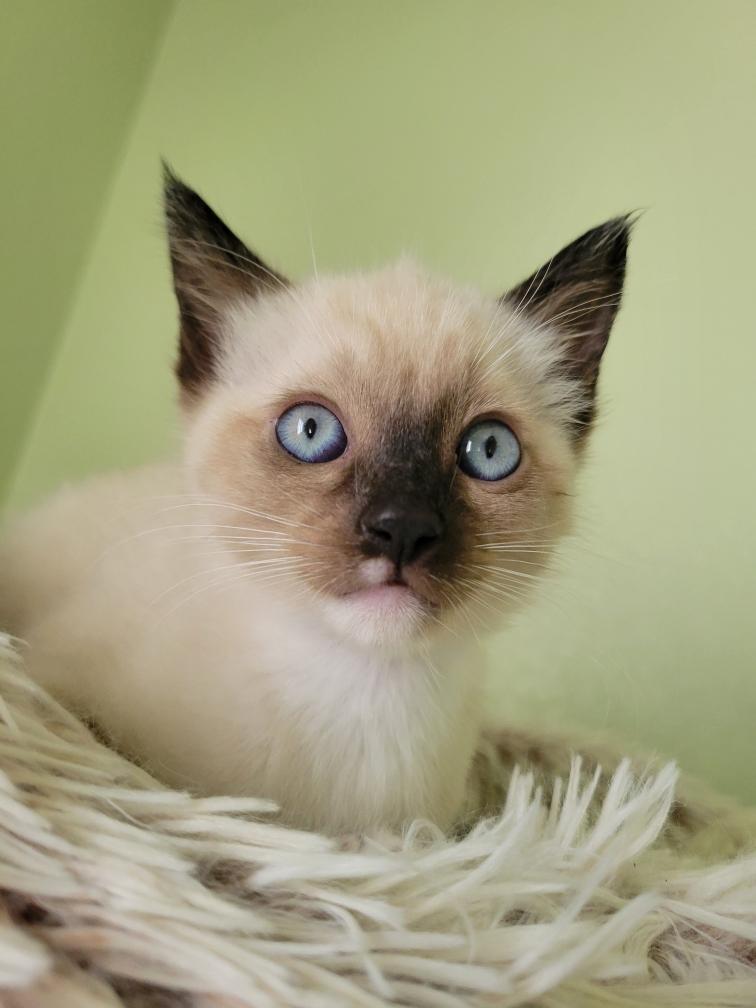 Rascal, adopted, Kitten Male Siamese.
