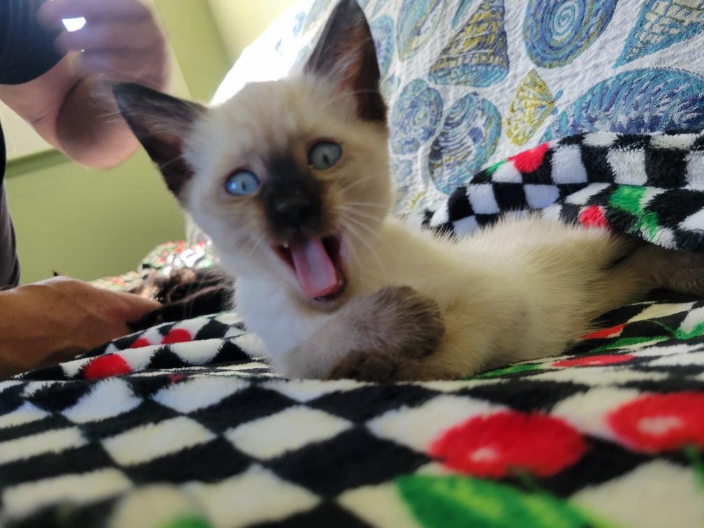 Enlarge Rascal, an adopted mixed breed in Antioch, CA image 2/3